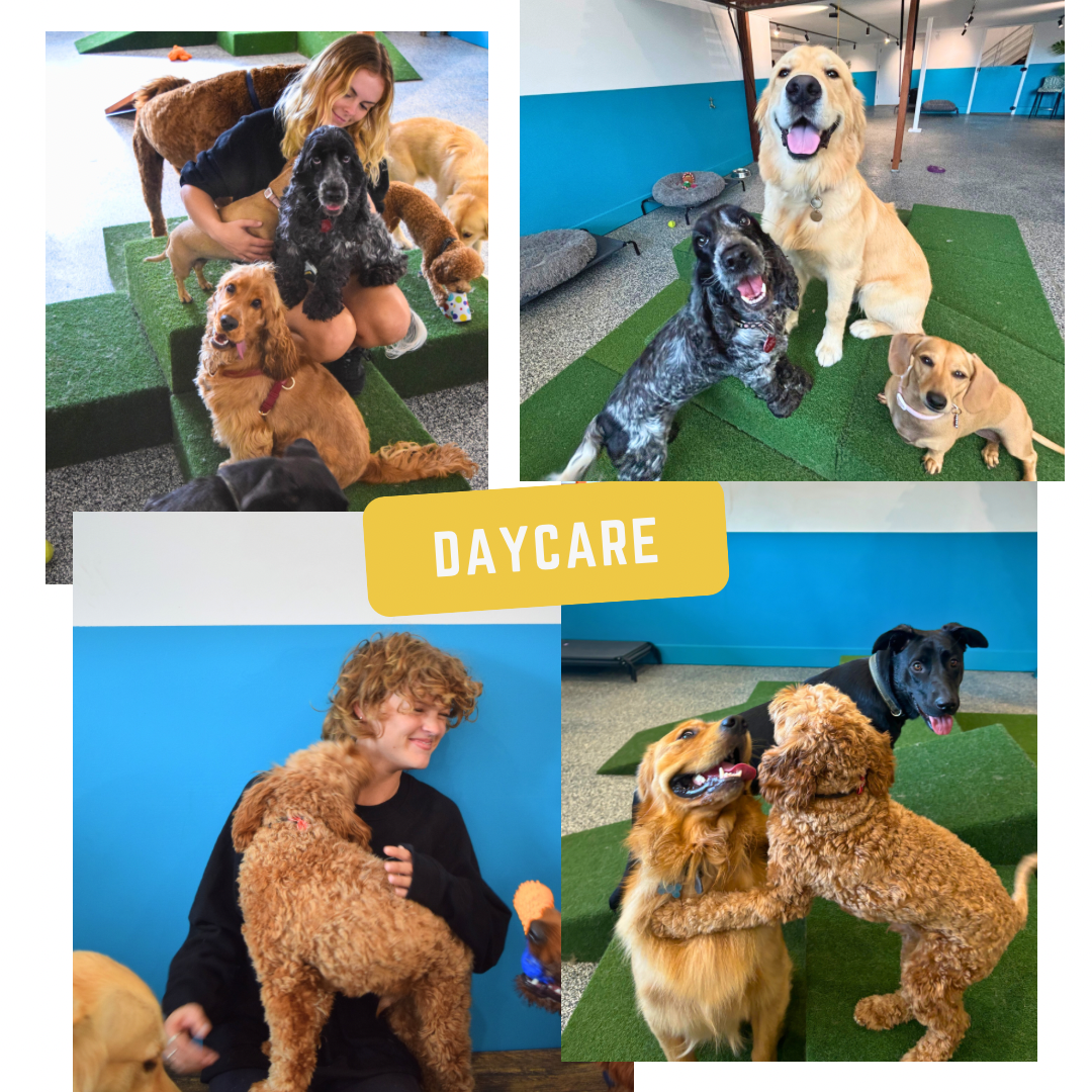 Collage of dogs playing and being hugged by people in a vibrant indoor dog daycare with green play mats and blue walls.
