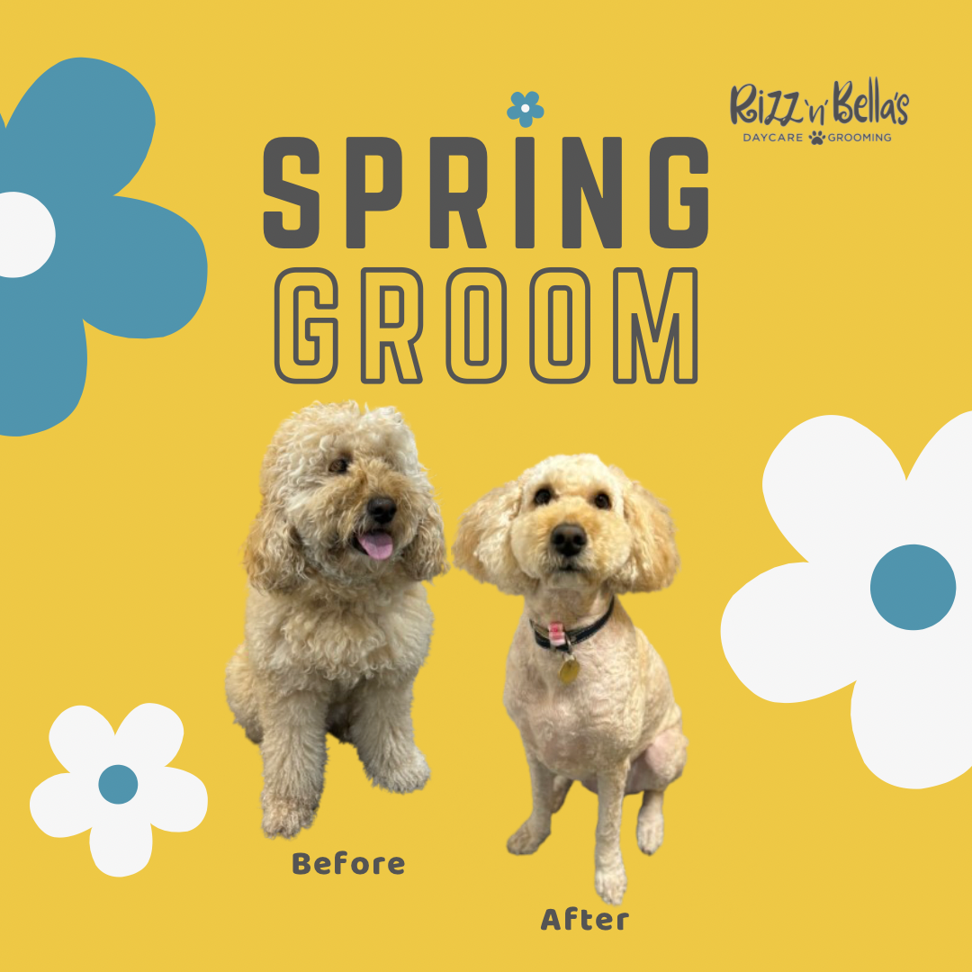 Spring grooming before and after of a small curly-haired dog, with much shorter fur after grooming on a yellow background with floral designs.