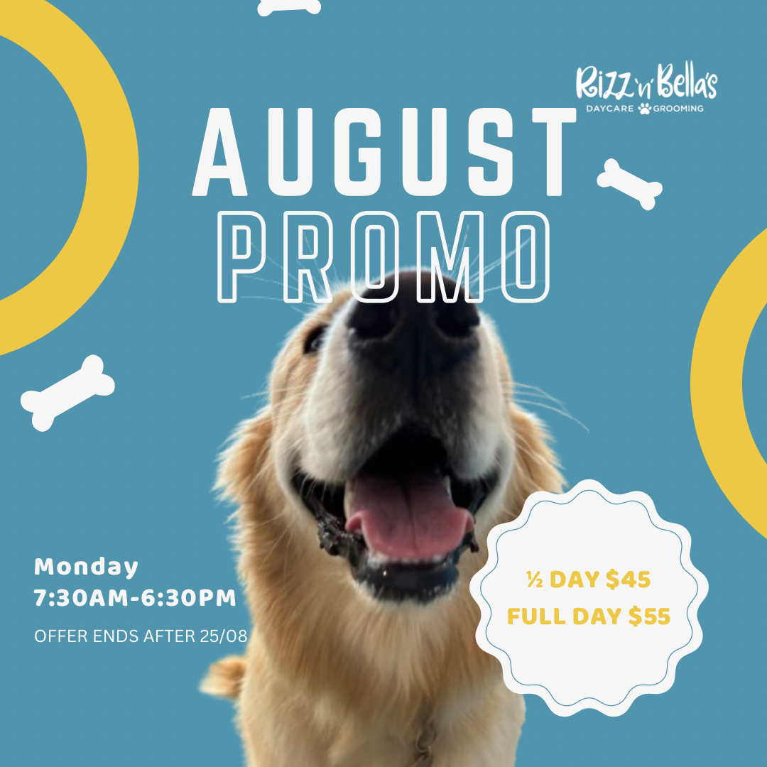 Golden retriever dog with mouth open on blue background with yellow circles and bones, advertising August promo for daycare prices.