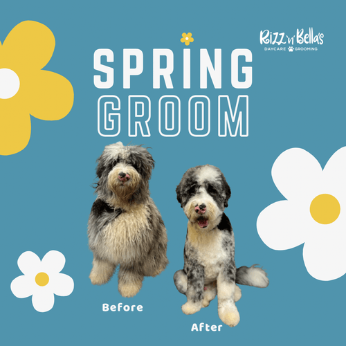 Spring grooming before and after comparison of a fluffy dog with long fur on the left and a neatly trimmed dog with short fur on the right, against a blue background with yellow and white flower graphics.
