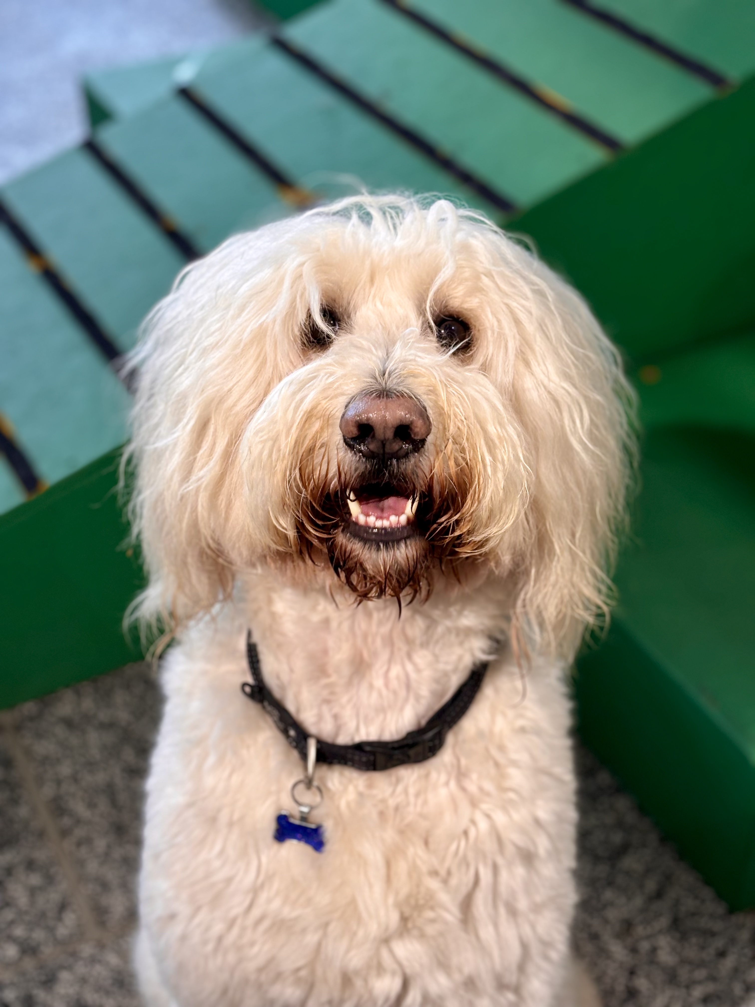 Fluffy light cream-colored dog with curly fur wearing a black collar and a blue bone-shaped tag.
