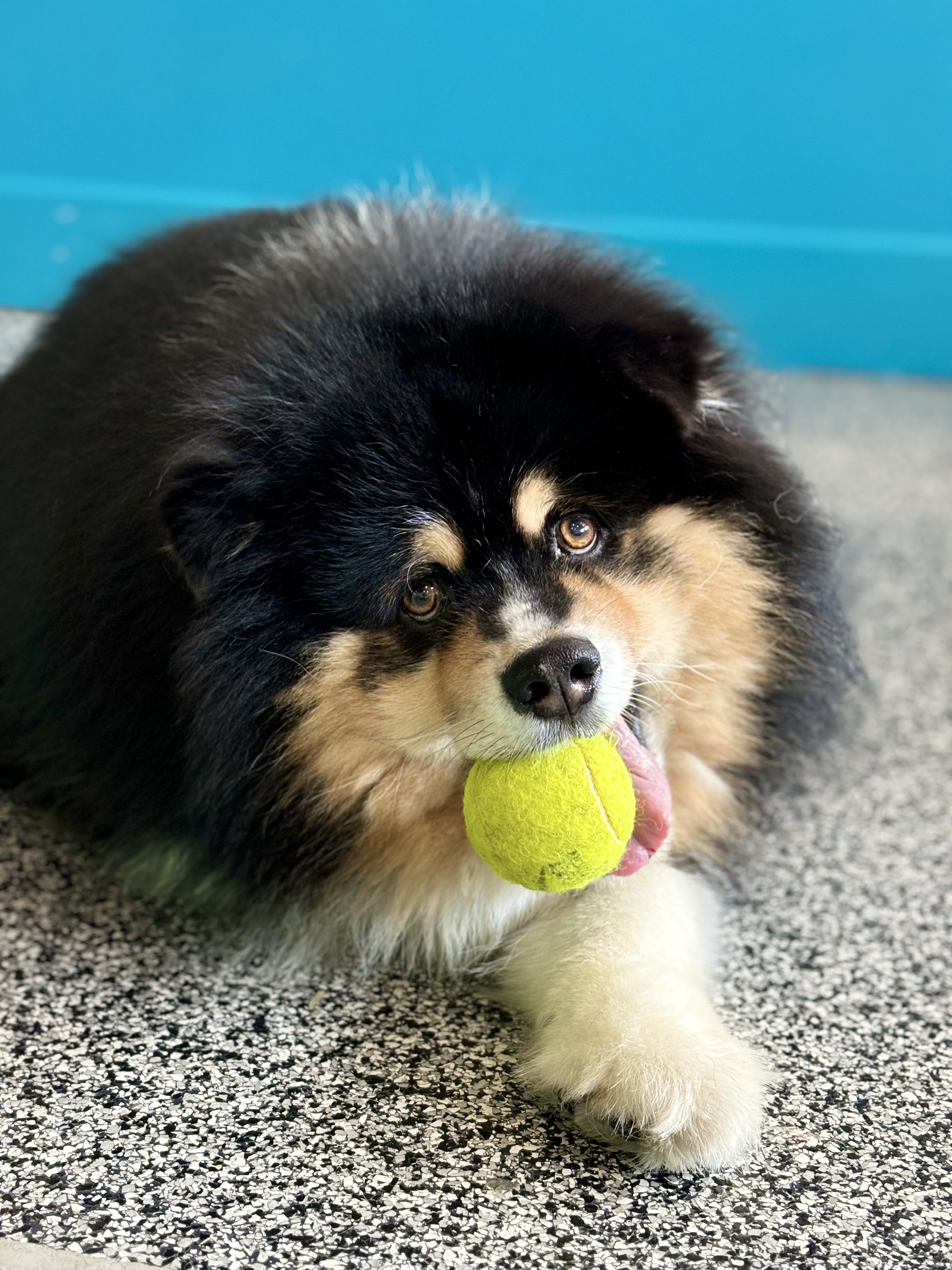 Fluffy black and tan dog lying on speckled floor holding a yellow tennis ball in its mouth with tongue out.