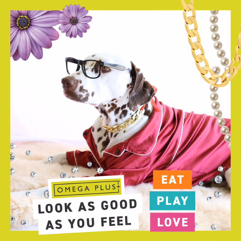 Dalmatian wearing glasses, gold chain, and maroon pajamas on a soft surface with flowers and text blocks.