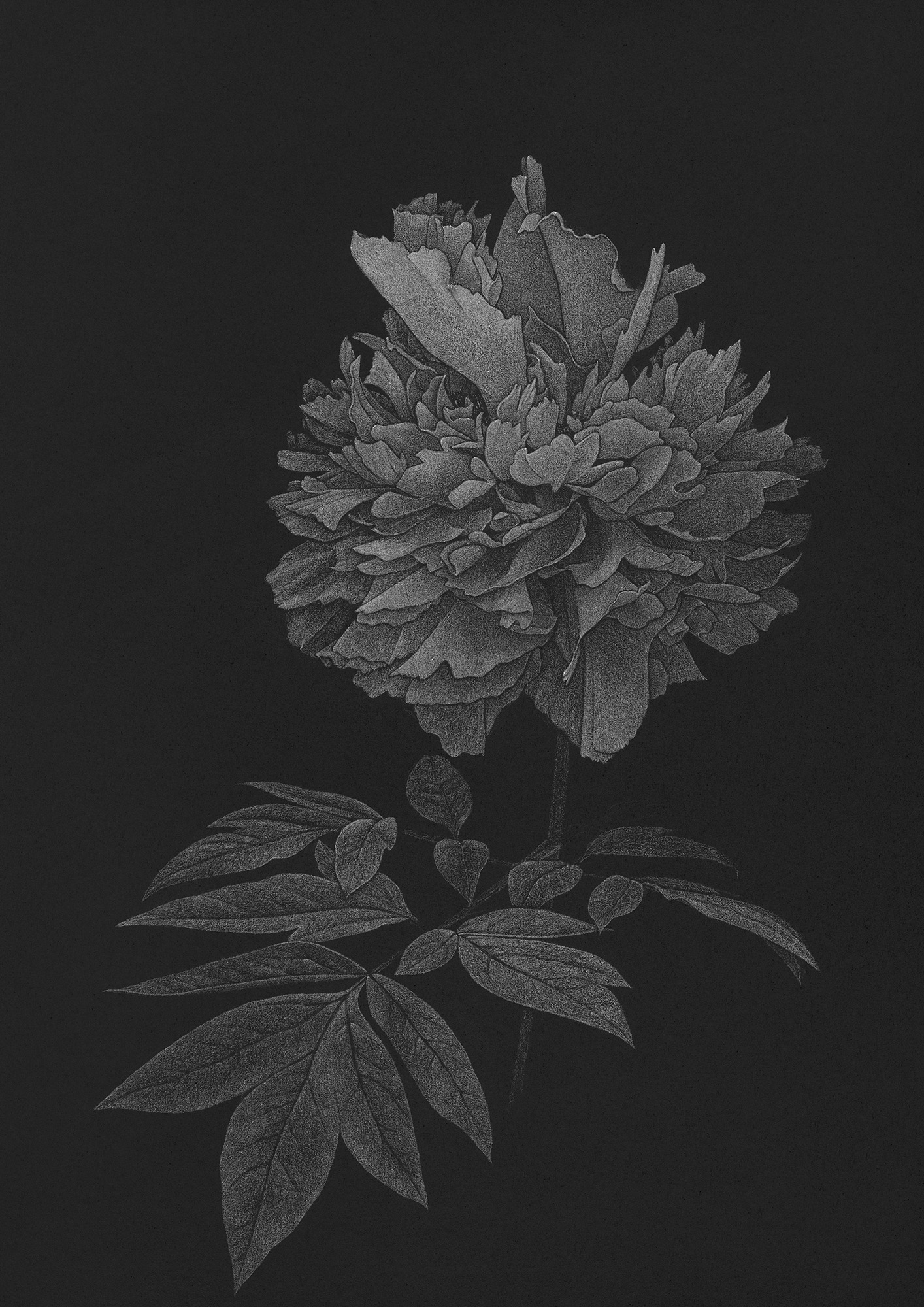 Study of A Tree Peony