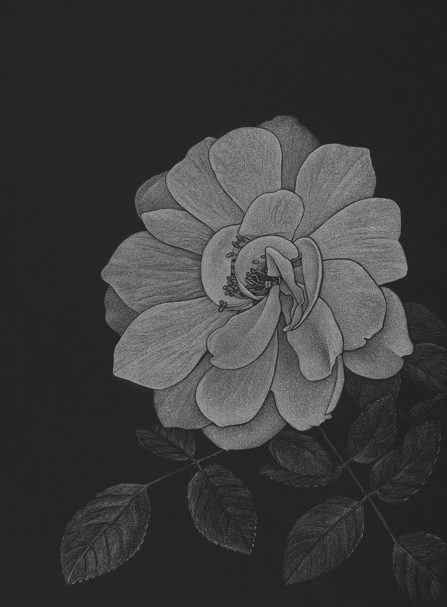 Study of a Rose