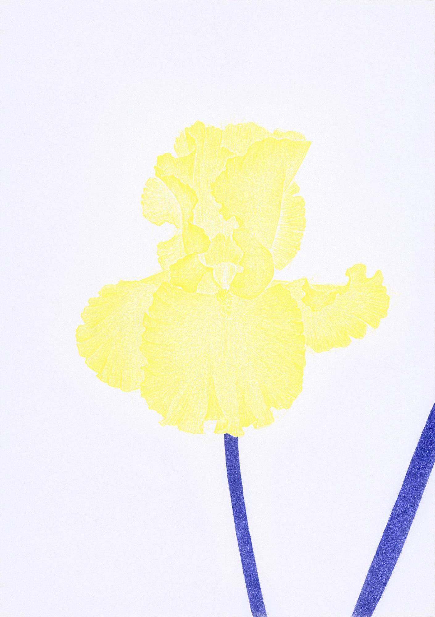 Iris in Light Yellow Glaze