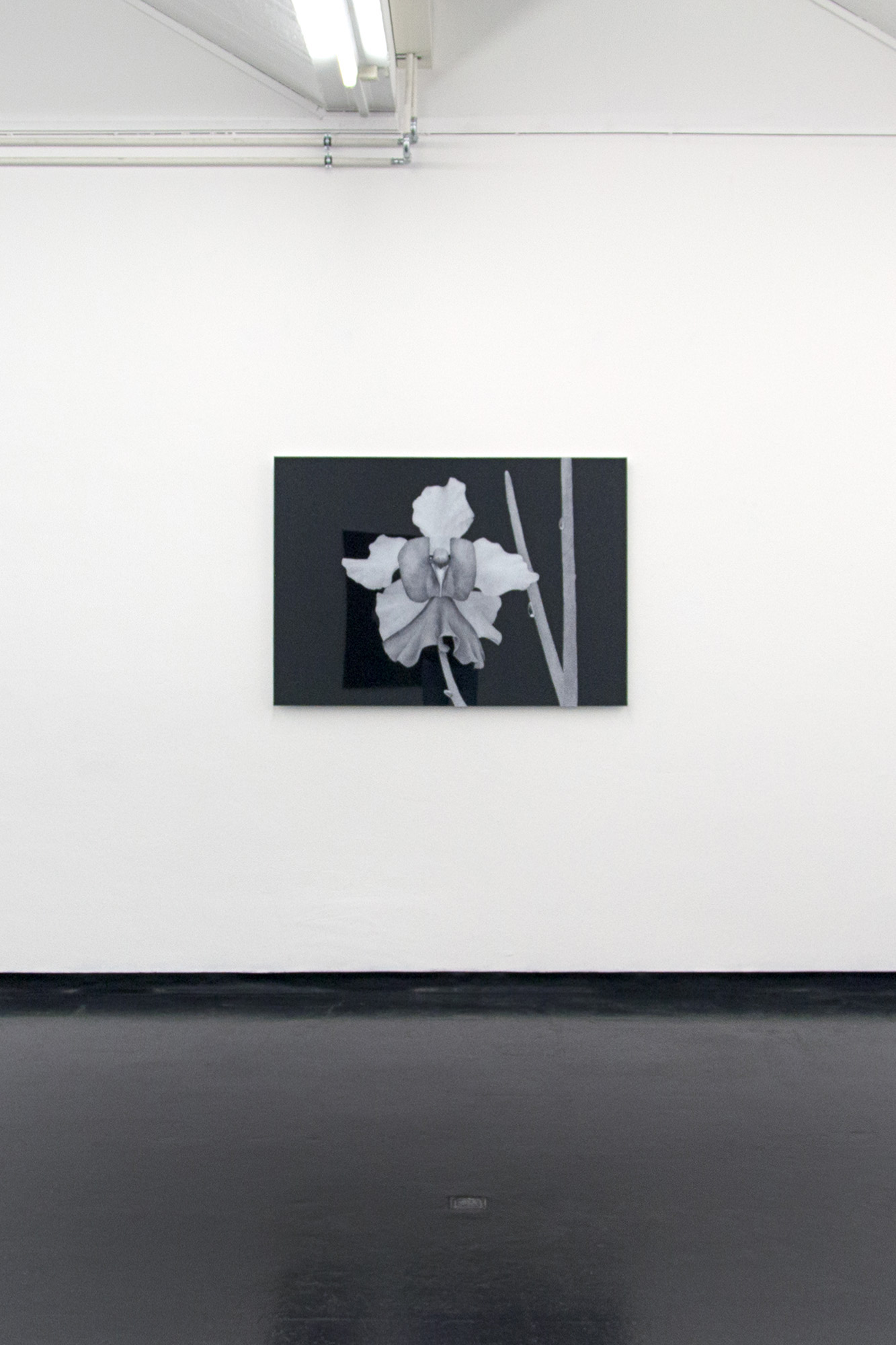 The archival print "Vanda Miss Joaquim (2)" at the Institut für moderne Kunst, Nuremberg 2015