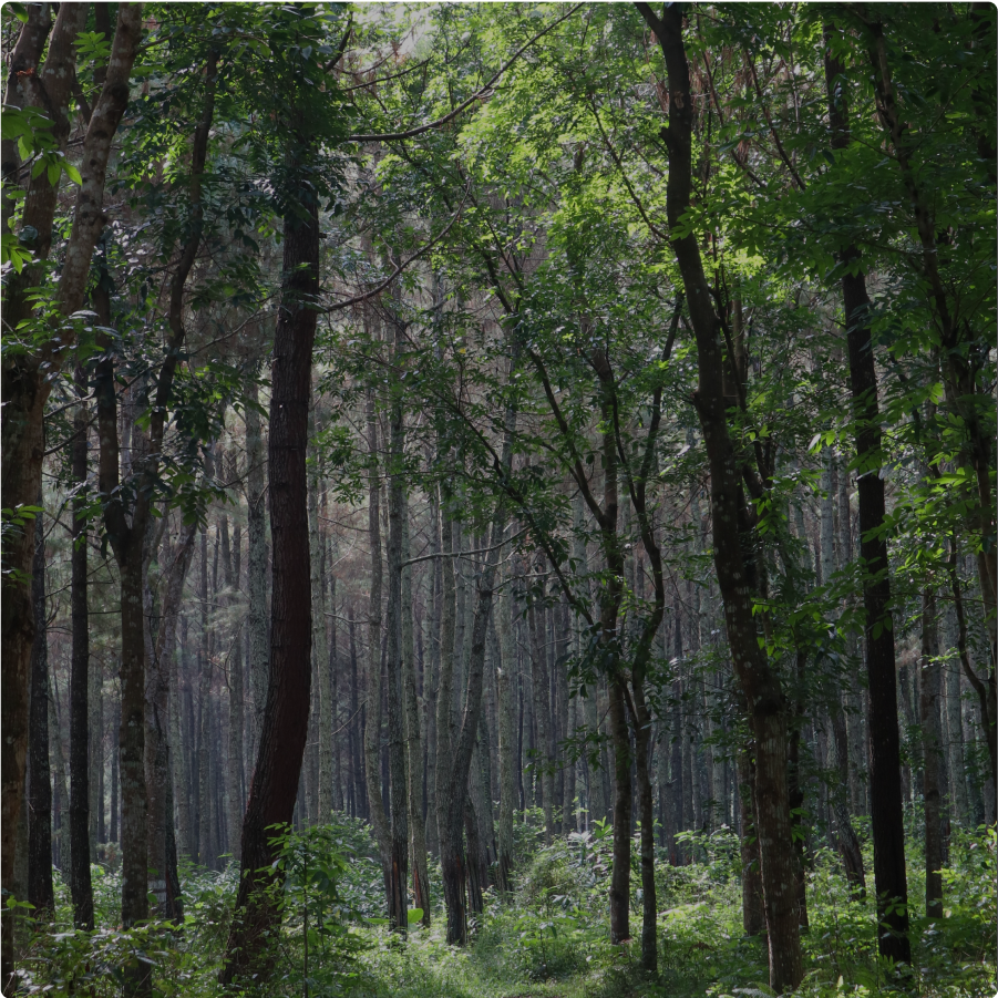 Soothing sounds for relaxation.