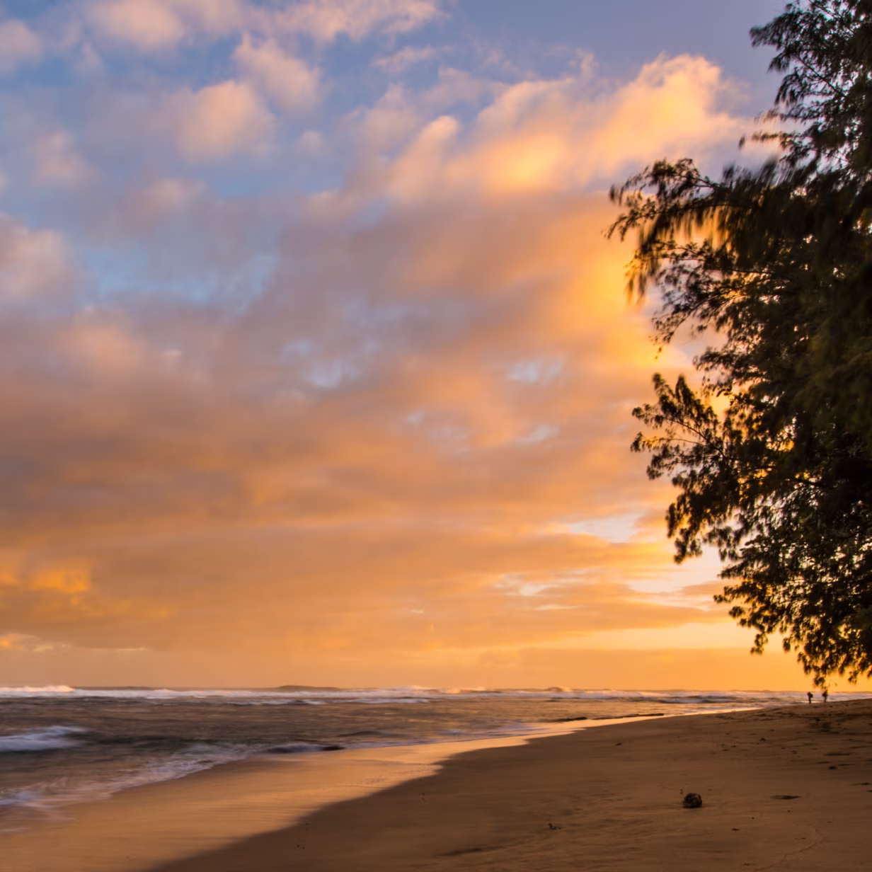 A sandy beach at sunset with golden clouds filling the sky and gentle waves rolling onto the shore. Silhouetted trees frame the right side of the image, casting shadows on the sand.