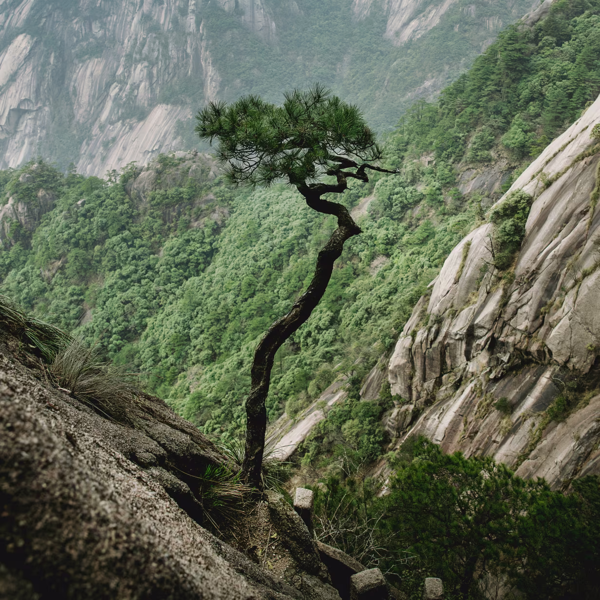 A twisted pine tree grows from the edge of a steep rocky cliff, set against a backdrop of densely forested mountains. The tree’s dark, curved trunk contrasts sharply with the lush green valley below.
