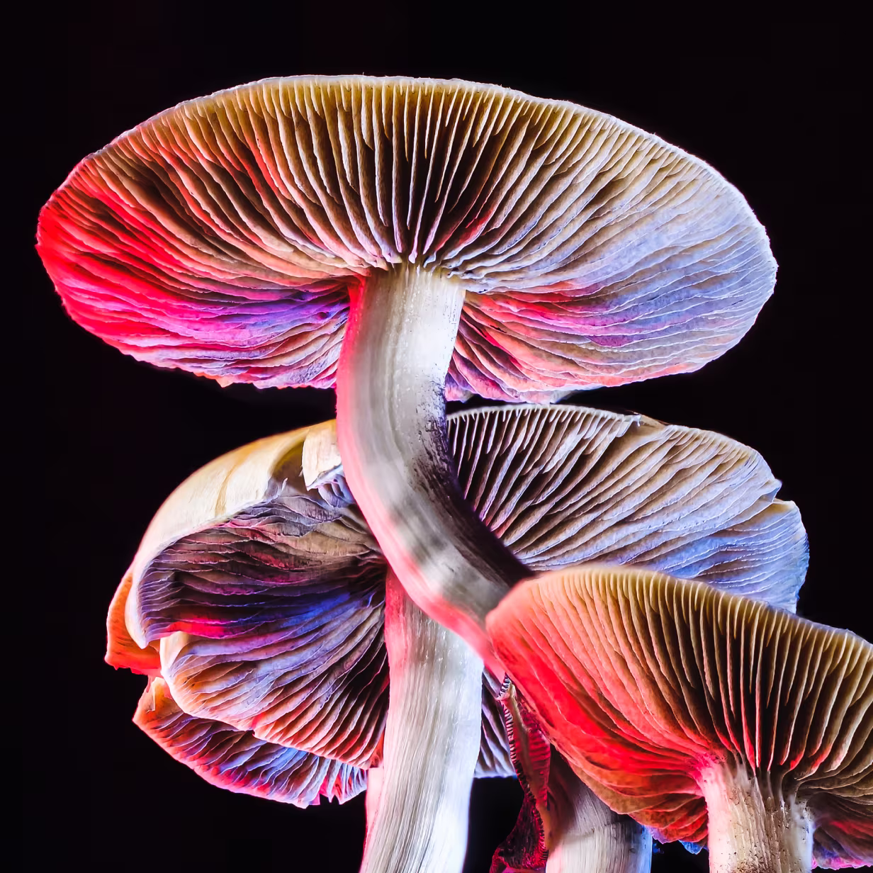 Close-up of several mushrooms illuminated with vibrant red, blue, and purple lighting against a black background. The dramatic lighting highlights the gills and textures of the mushroom caps and stems.