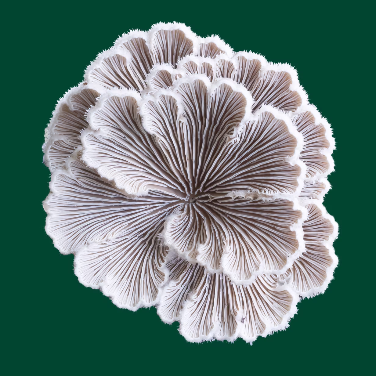 Close-up of the underside of a cluster of white gilled mushrooms with delicate, fan-like patterns. The mushrooms are isolated against a solid dark green background.