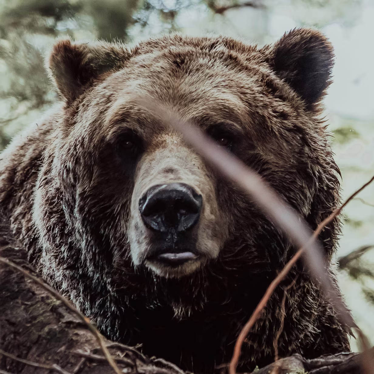 Close-up of a brown bear with wet fur staring directly at the camera through branches in a forest setting. The bear's face is partially framed by out-of-focus twigs in the foreground.