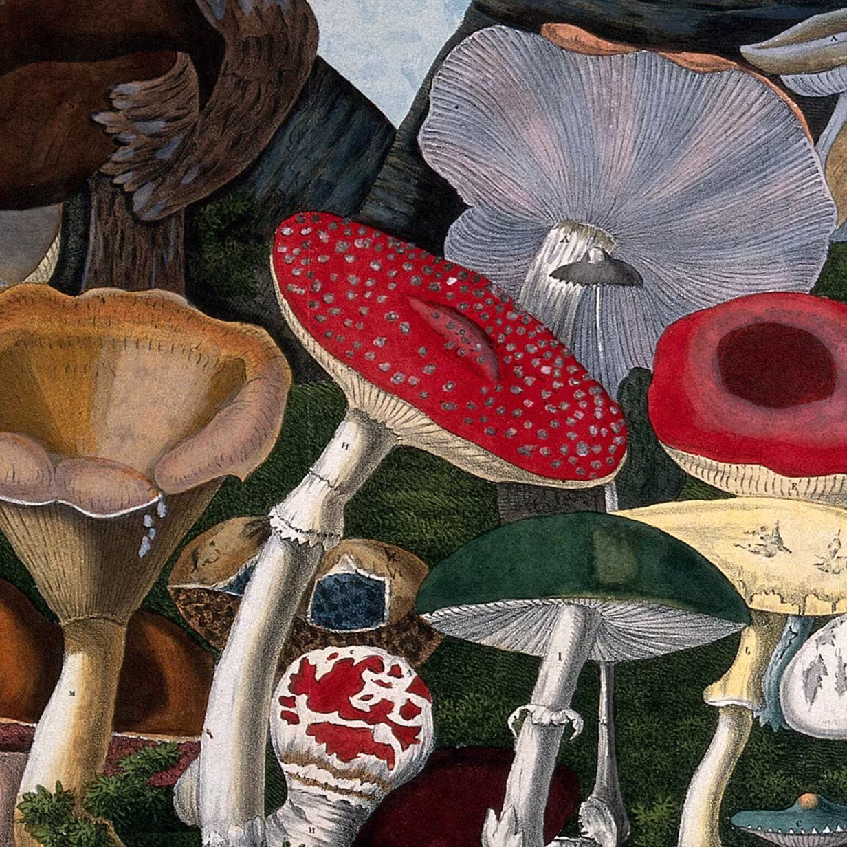 Illustration of various colorful mushrooms with different cap shapes and textures, including red, green, yellow, and purple varieties. The detailed fungi are clustered closely together against a dark forest floor.