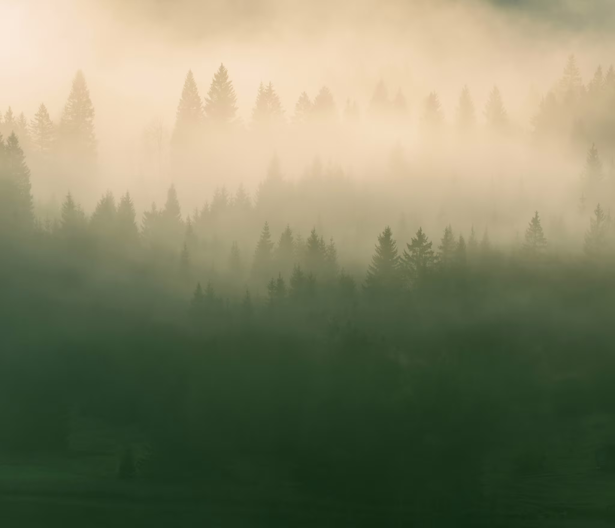 Dense evergreen forest shrouded in thick fog, with layers of mist partially obscuring the tall trees. The light creates a soft, golden glow through the haze.