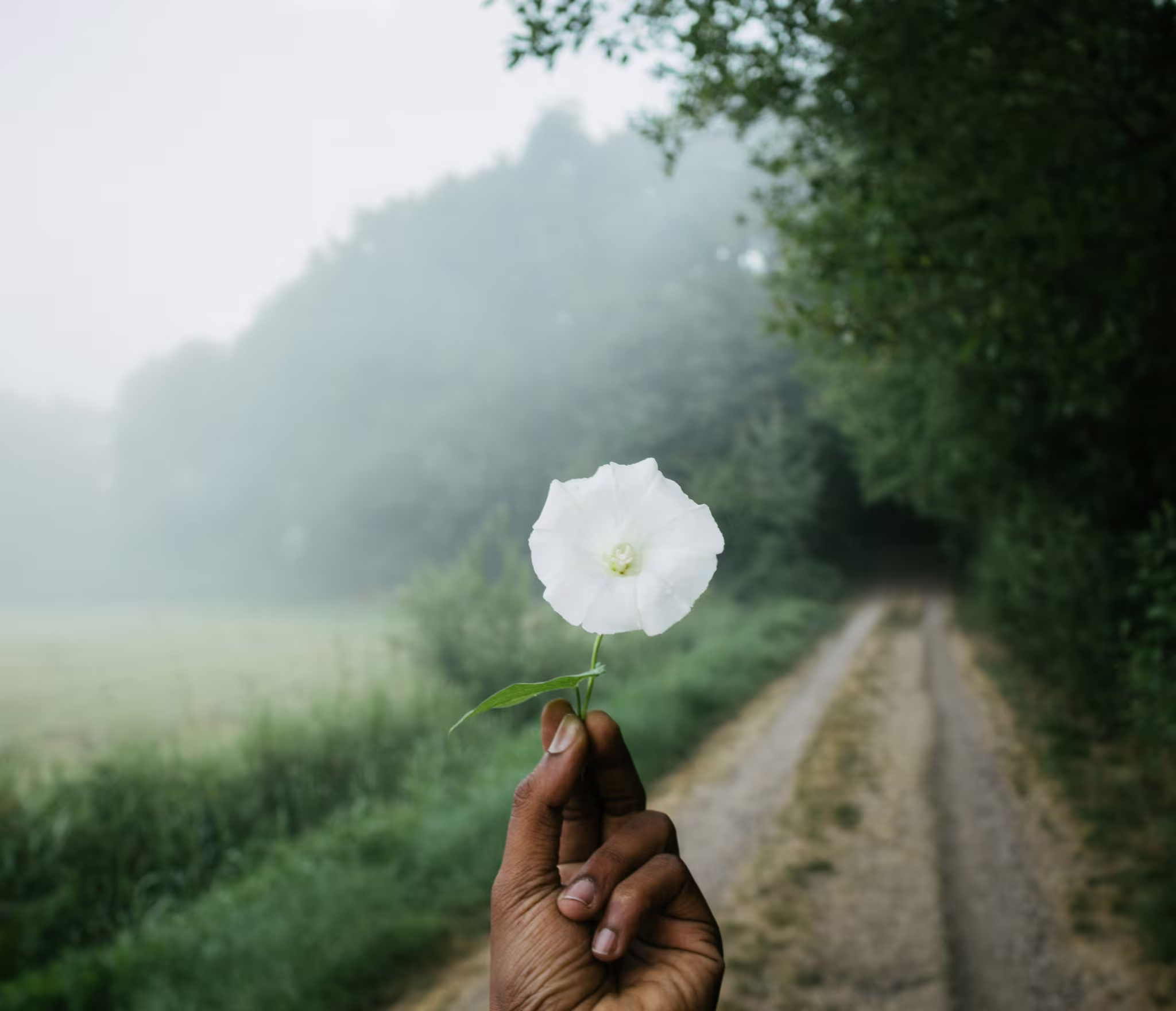 A hand holds a single white morning glory flower in focus, with a misty forest path and dense greenery fading into the background. The scene is softly lit with overcast light and a foggy atmosphere.