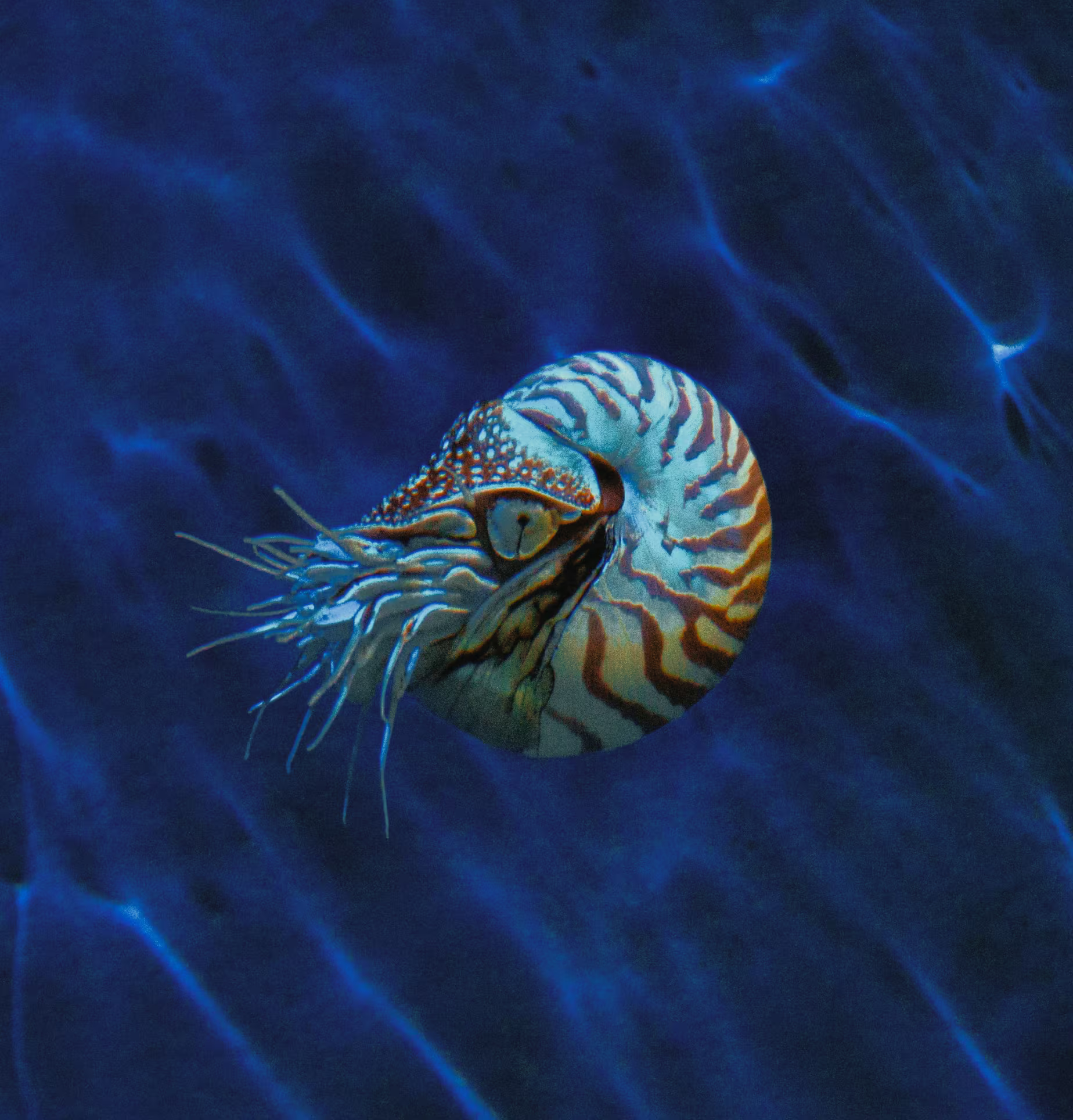 A chambered nautilus with a spiraled, striped shell floats in deep blue water, its tentacles extended and illuminated by filtered light.