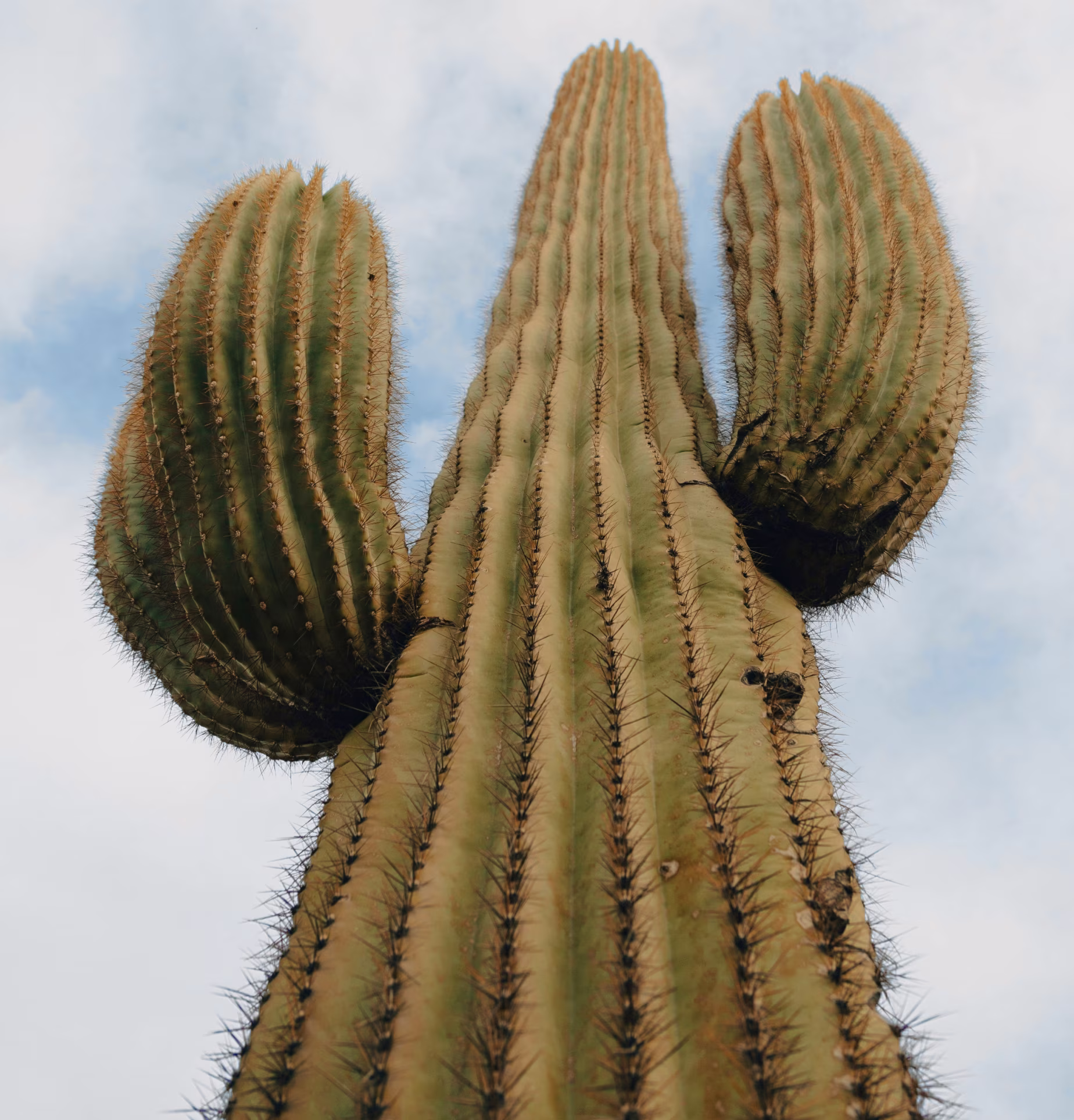 A low-angle view of a tall saguaro cactus with three upward-reaching arms against a partly cloudy sky. The cactus surface is ribbed with dense clusters of spines.