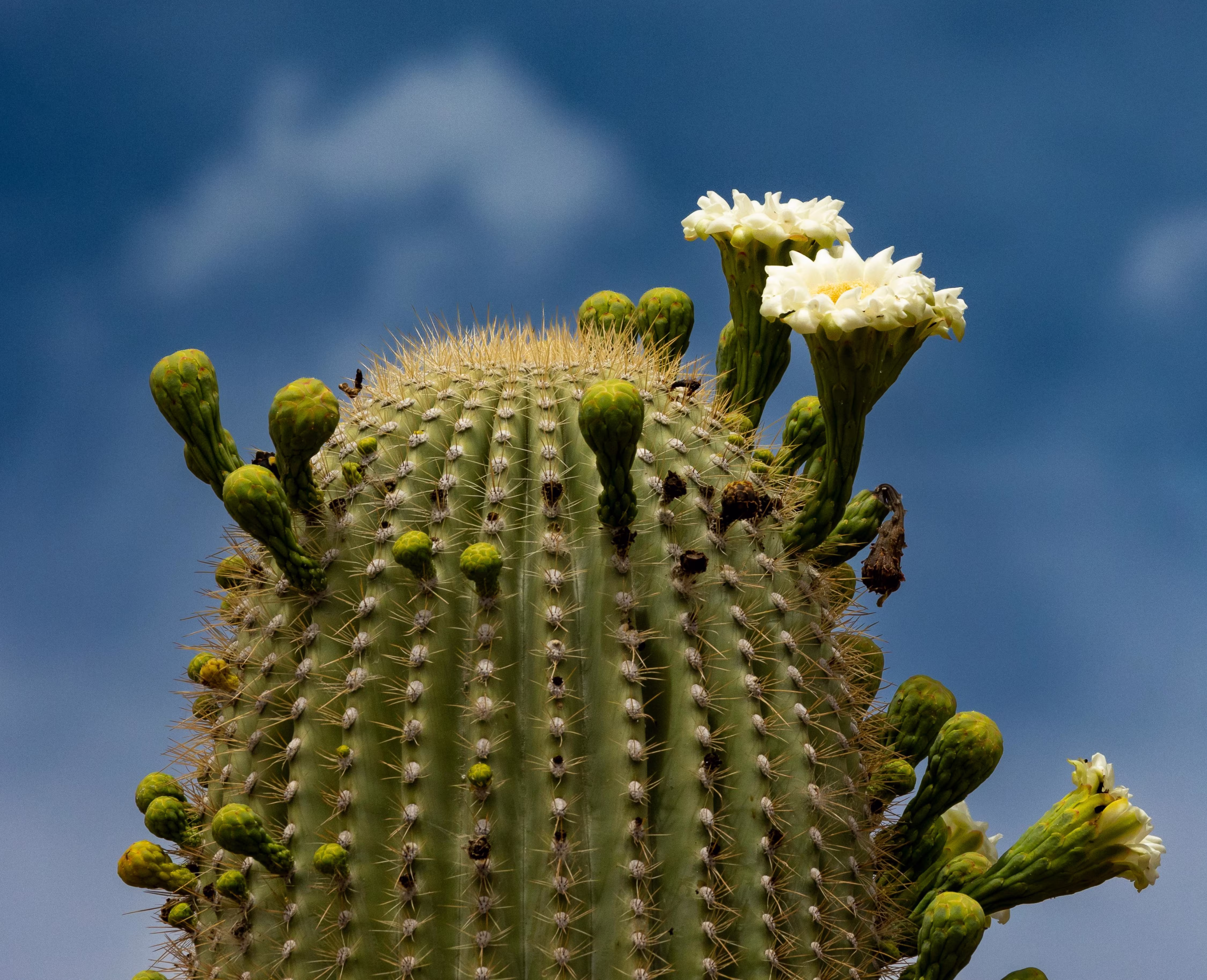 Close-up of the top of a saguaro cactus with white flowers blooming and numerous green buds. The background shows a deep blue sky with faint clouds.