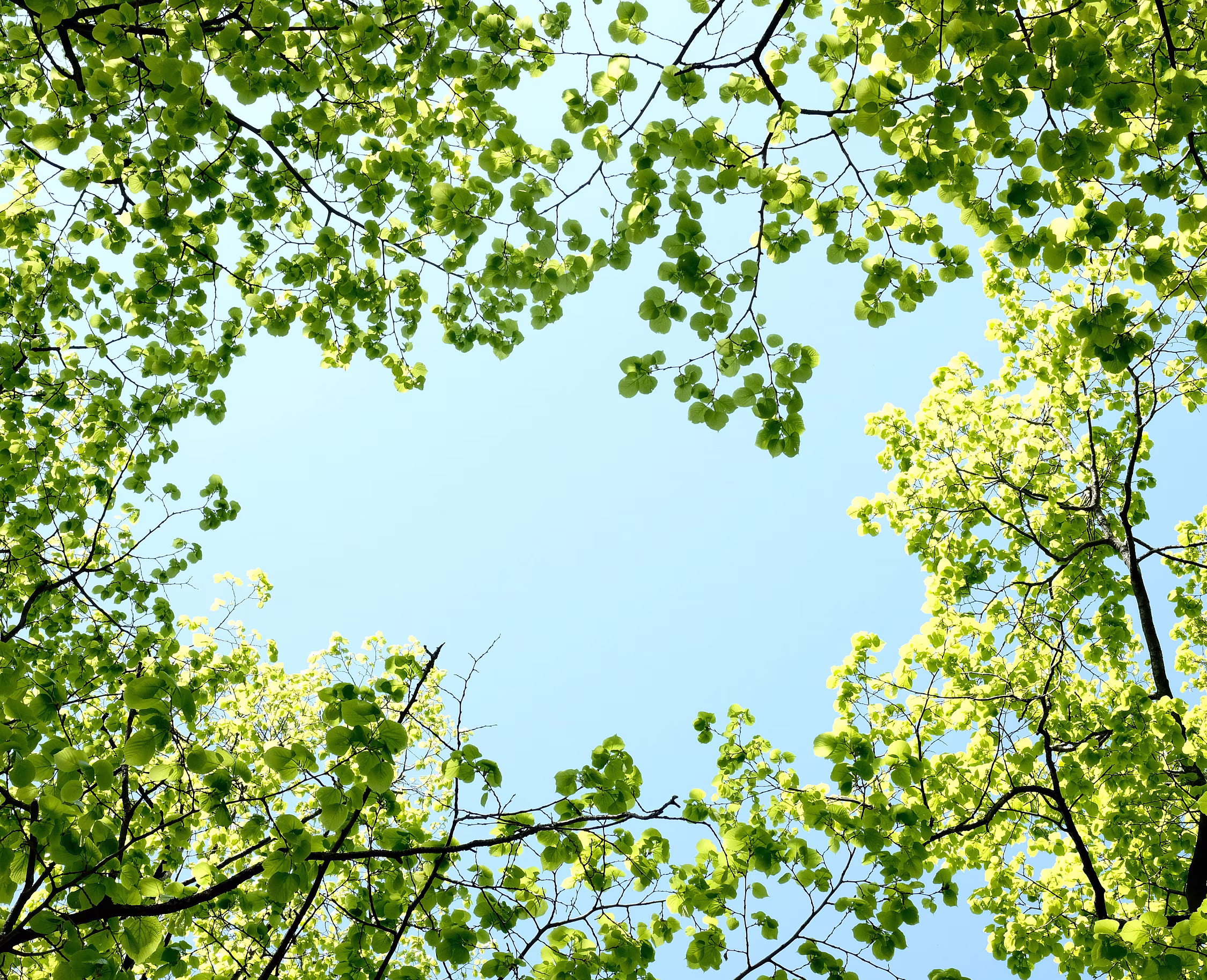 Tree branches with bright green leaves frame a clear blue sky, viewed from below. Sunlight filters through the foliage, creating a fresh and vibrant scene.