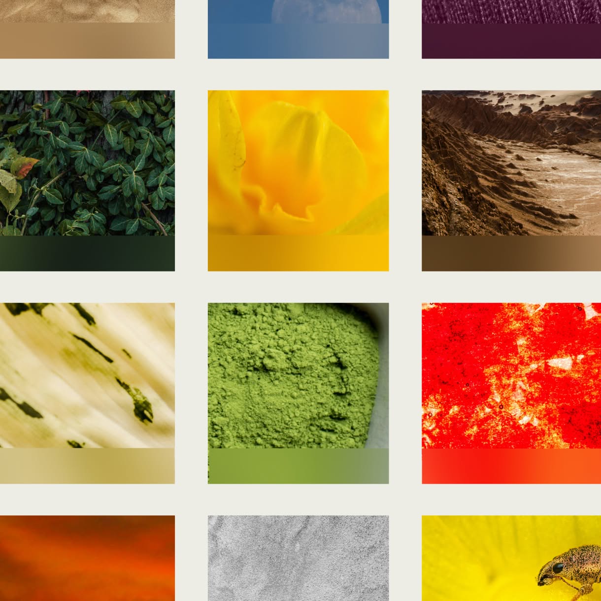 A grid of cropped color studies pairs close-up images of natural textures and objects—green leaves, a yellow flower, rocky terrain, pale bark, green powder, red pigment, and other surfaces—with matching rectangular color swatches beneath each image.