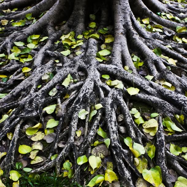 A close-up of thick, exposed tree roots spreading across the ground, with scattered yellow-green leaves nestled between the dark gray roots.
