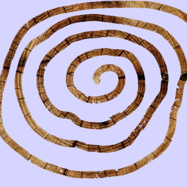A brown spiral resembling a coiled root or vine curls inward against a pale lavender background.