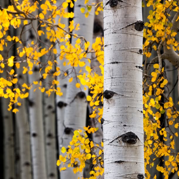 A close-up of white-barked aspen trees surrounded by bright yellow autumn leaves, with one trunk sharply in focus in the foreground.