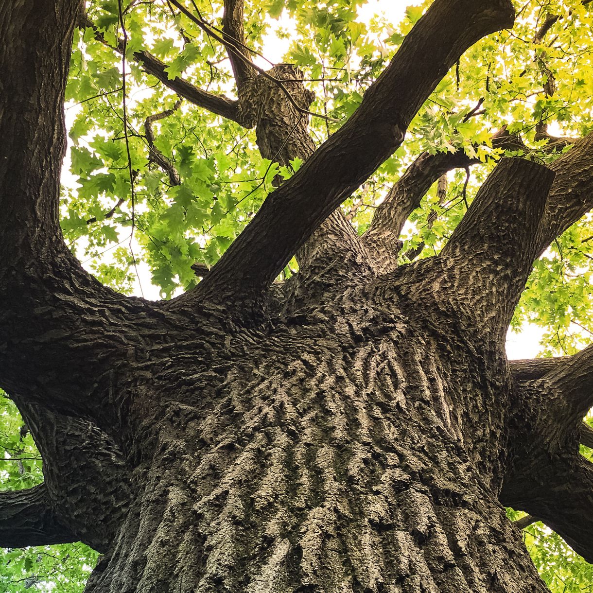 A low-angle view up the massive, deeply ridged trunk of a mature tree, with thick branches spreading into a canopy of bright green leaves.