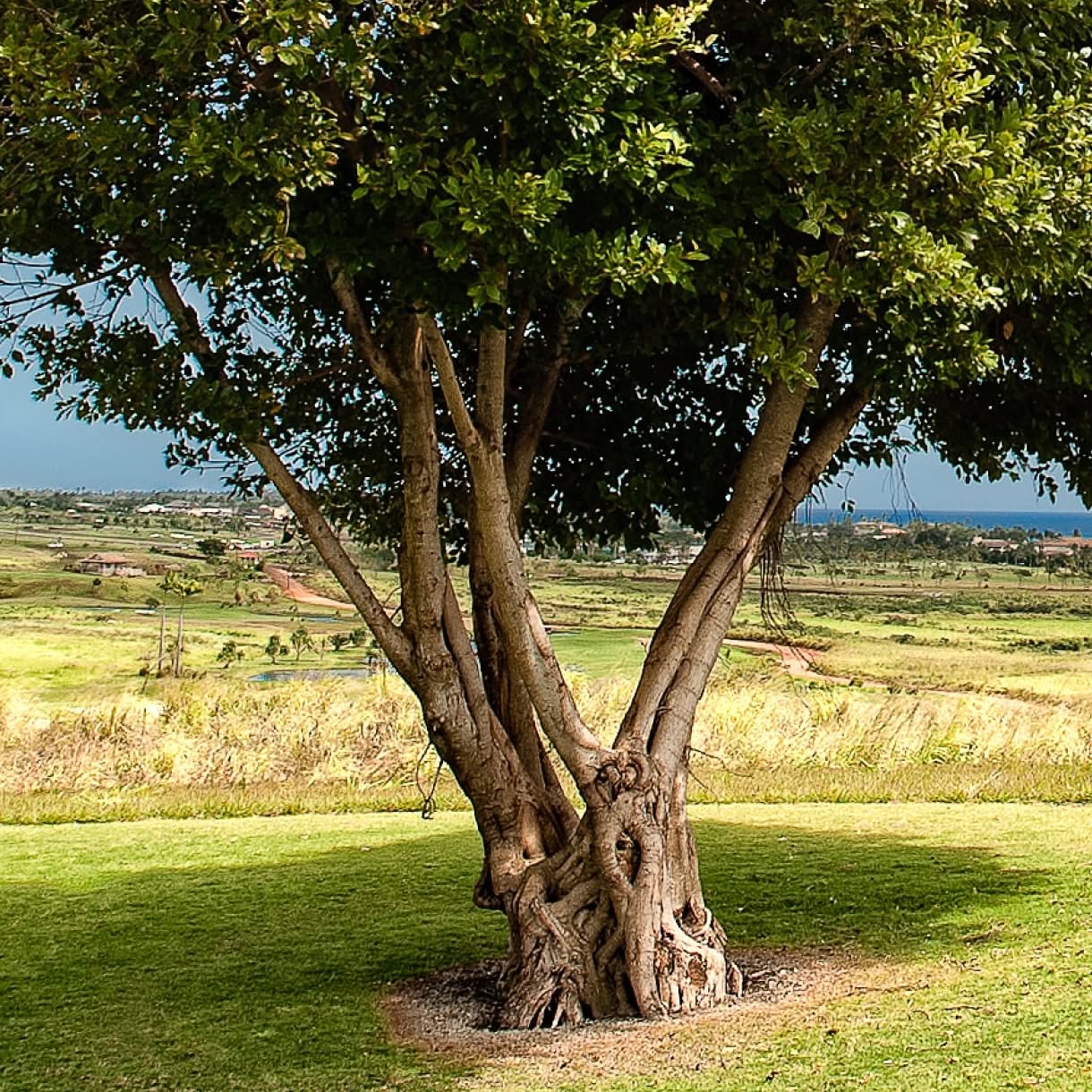 A broad-canopied tree with multiple twisting trunks stands on a lawn overlooking open fields, scattered buildings, and the distant ocean.