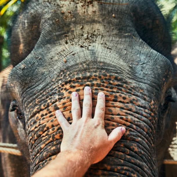 Close-up of a person’s hand resting on the textured, wrinkled trunk of an elephant, with the elephant’s face filling the background.