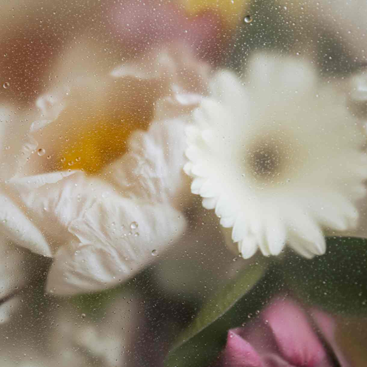Softly blurred white flowers with delicate, layered petals appear behind a rain-speckled glass surface. Muted shades of yellow, pink, green, and cream create a dreamy floral background.