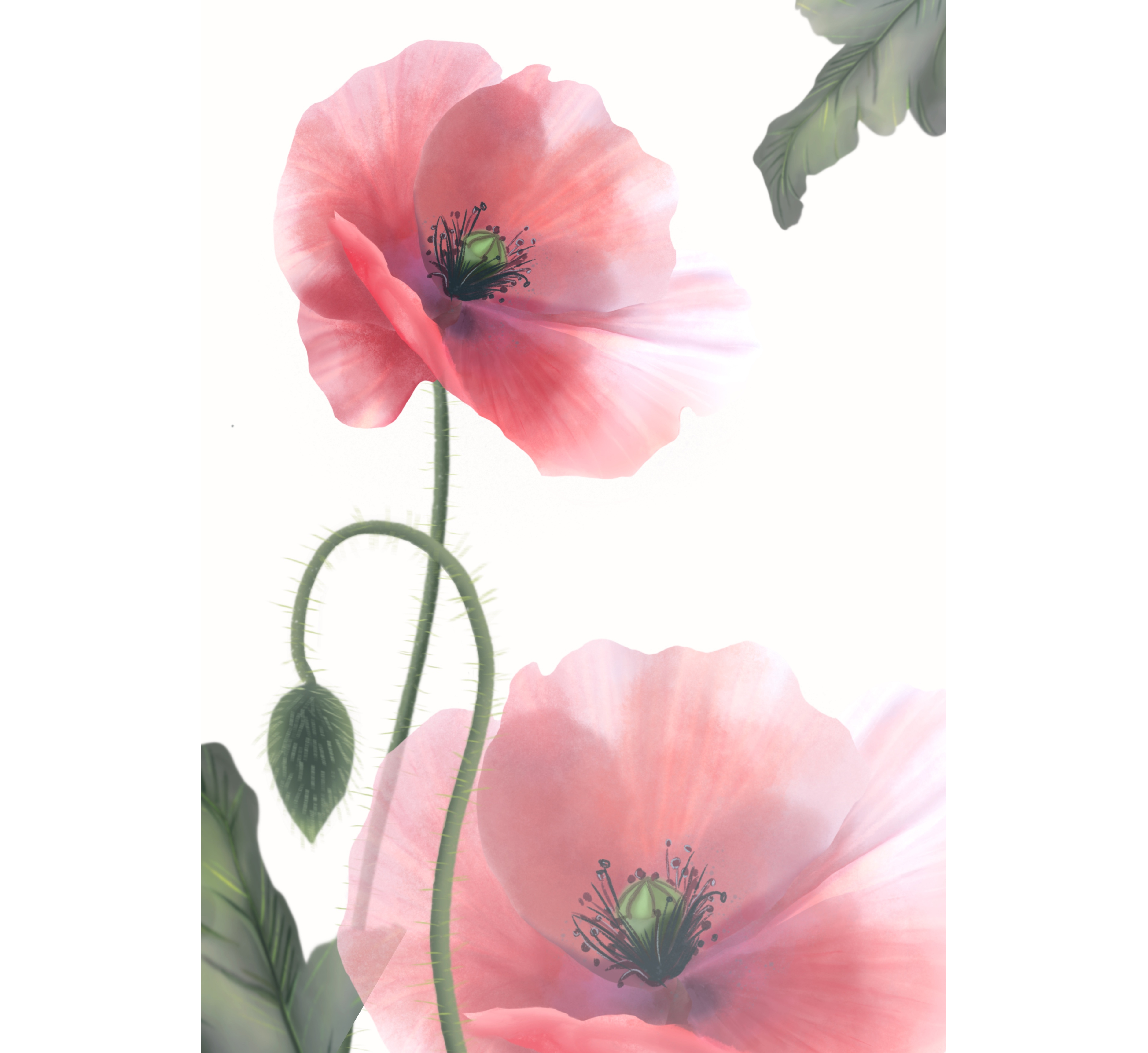 Poppy flowers