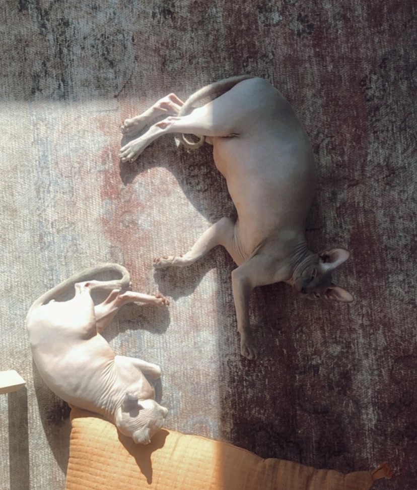 Liam's hairless cats, Anubis and Pharaoh, sun-bathing on the floor.
