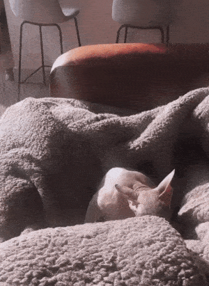 Video of Liam's older hairless cat, Anubis, grooming himself in a grey fuzzy blanket on the couch.