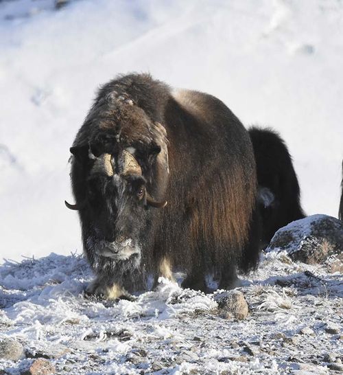Inuit Outfitter - Muskox Trophy Hunting Greenland