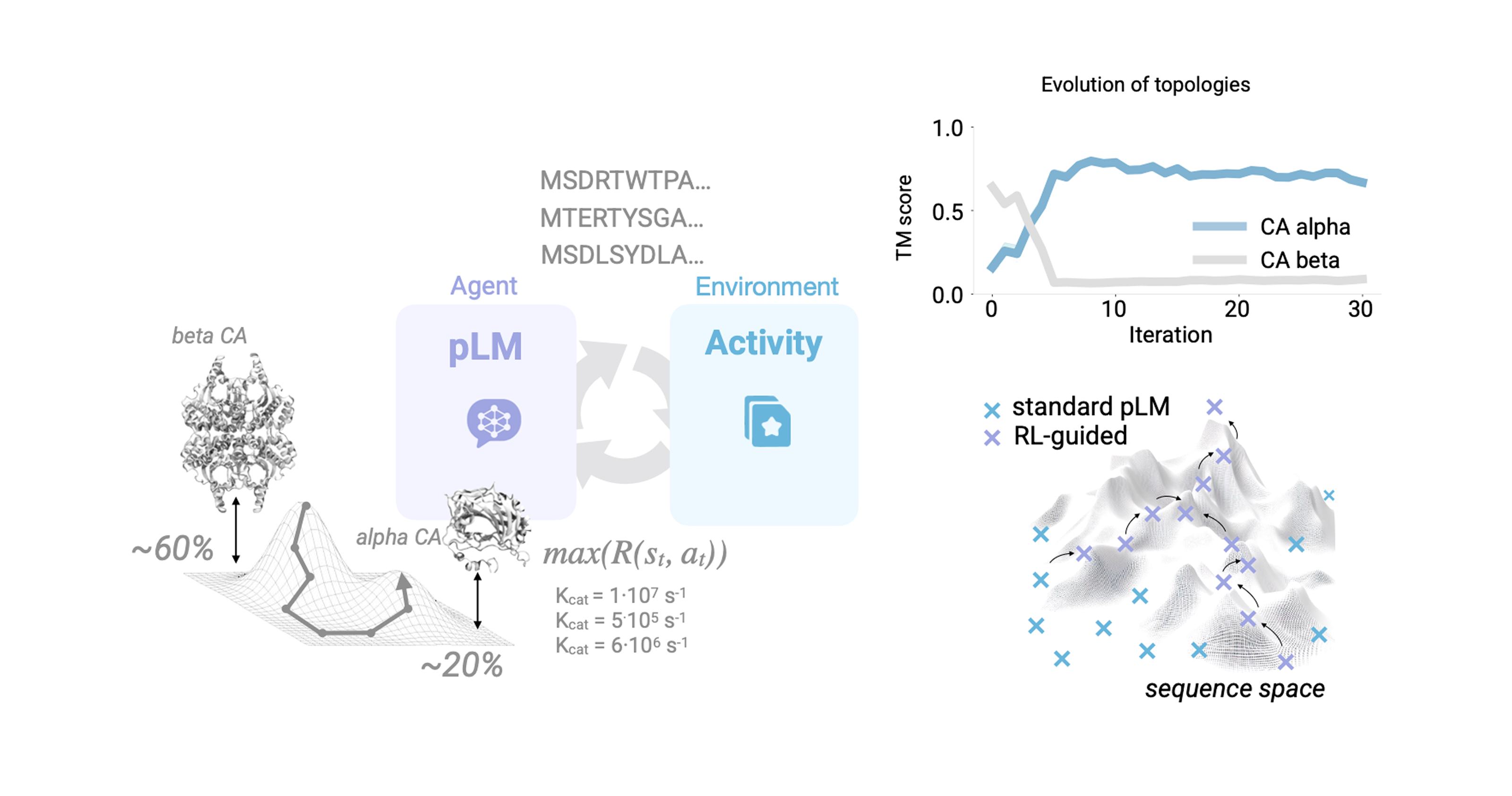 Aligning ZymCTRL to generate more carbonic anhydrase (CA) alpha variants with ProtRL.