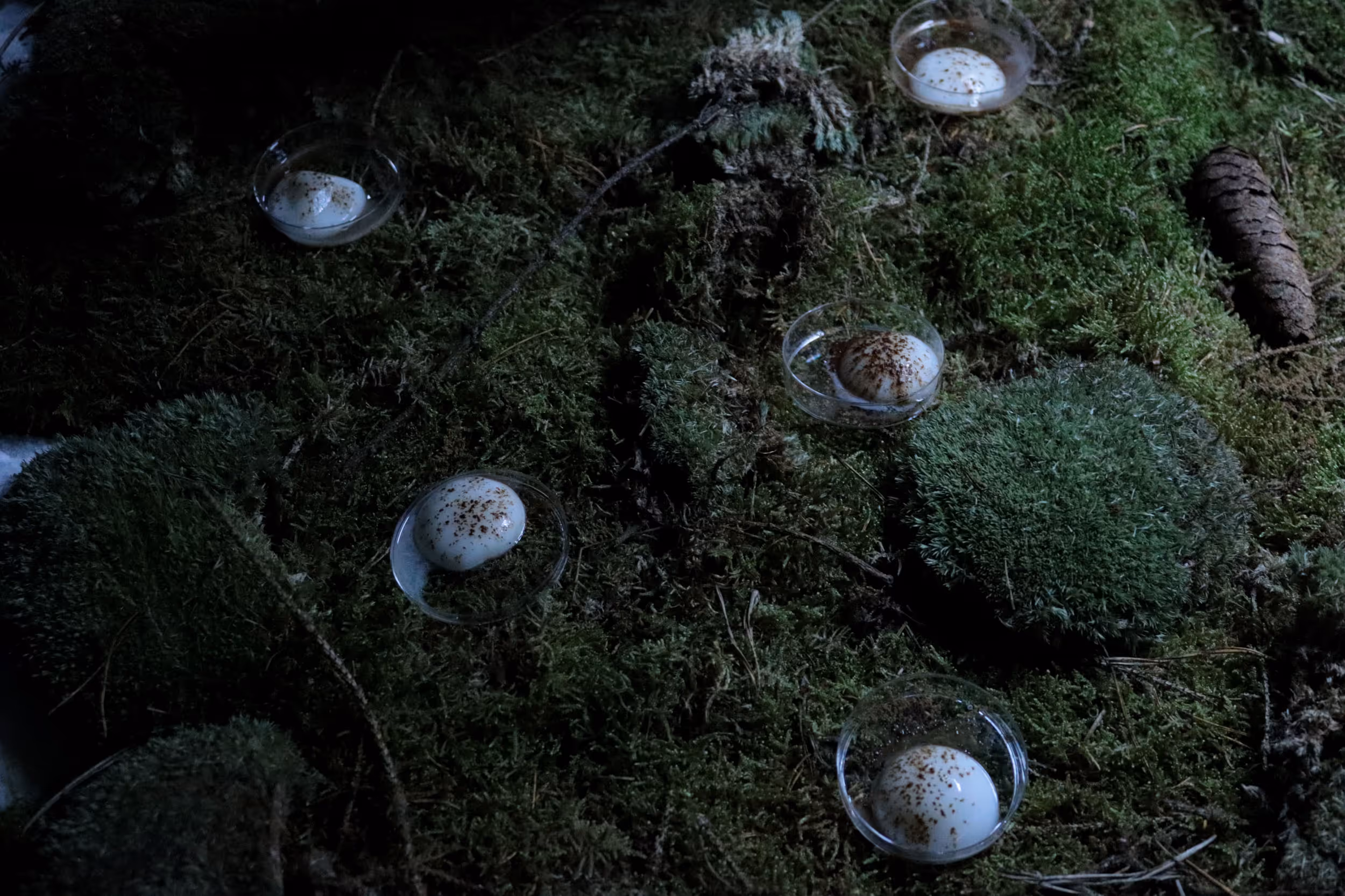 Vue en plongée sur une table recouverte de mousse réelle, parsemée de bouchées évoquant des champignons ovales, saupoudrées de fines poudres. Des contenants transparents d’inspiration scientifique accueillent les préparations, tandis que des branches de bois et des aiguilles de pin renforcent l’esthétique organique et immersive de la scène.