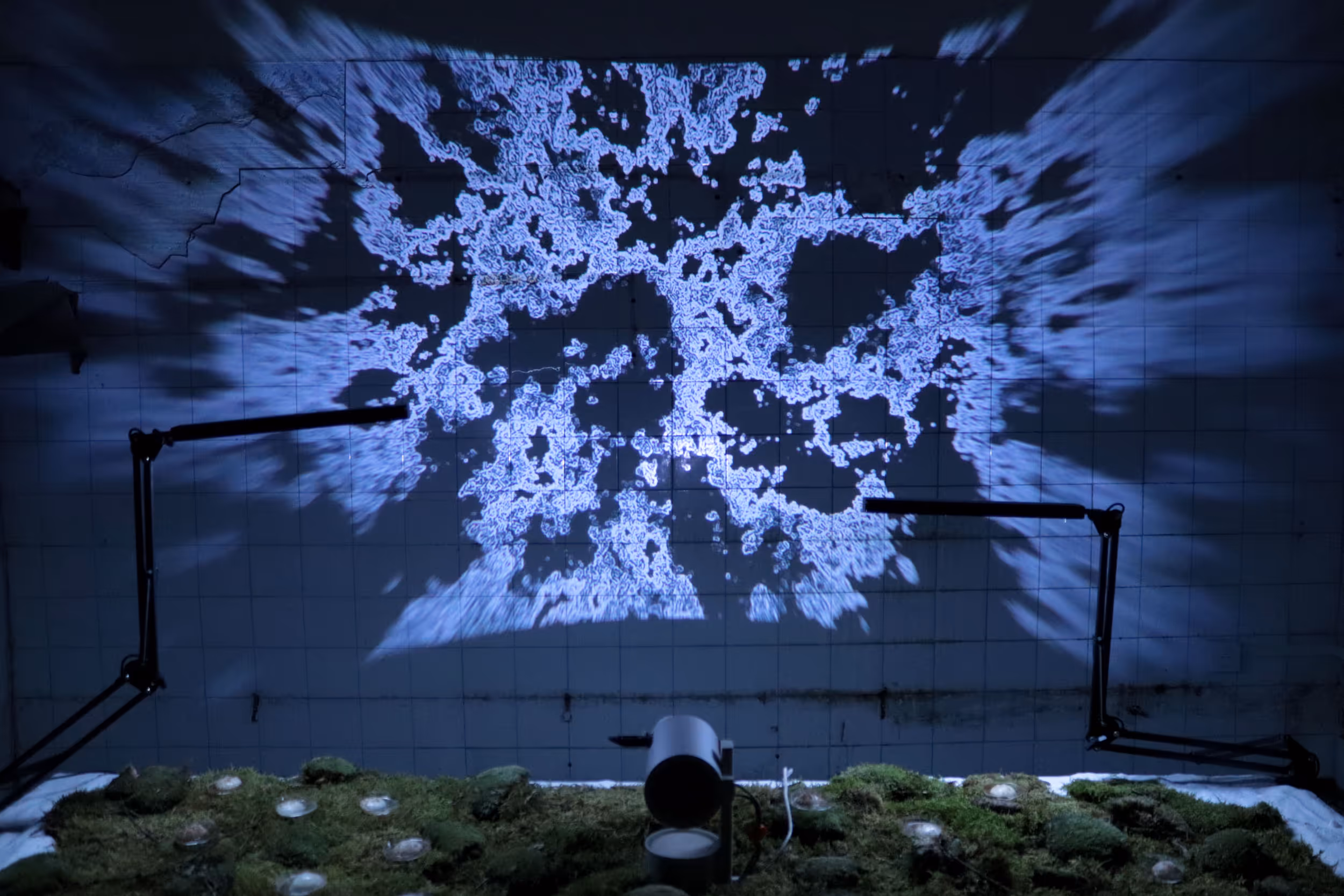 Vue frontale d’une projection monumentale de champignons animés, déployée sur un mur blanc avec un effet fisheye immersif. Les formes organiques semblent se dilater et pulser, entre croissance fongique et vision altérée.