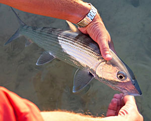 Delphi Club, Abaco,The Bahamas