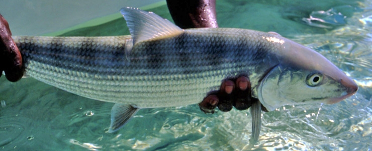 Grand Bahama Bonefishing, Grand Bahama
