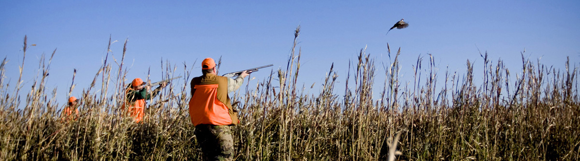 Ringneck Ranch, Tipton, Kansas – USA