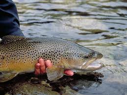 Southern Trout, NZ