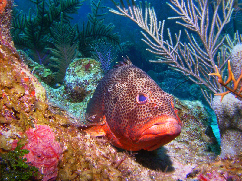 Turneffe Island Resort, Belize