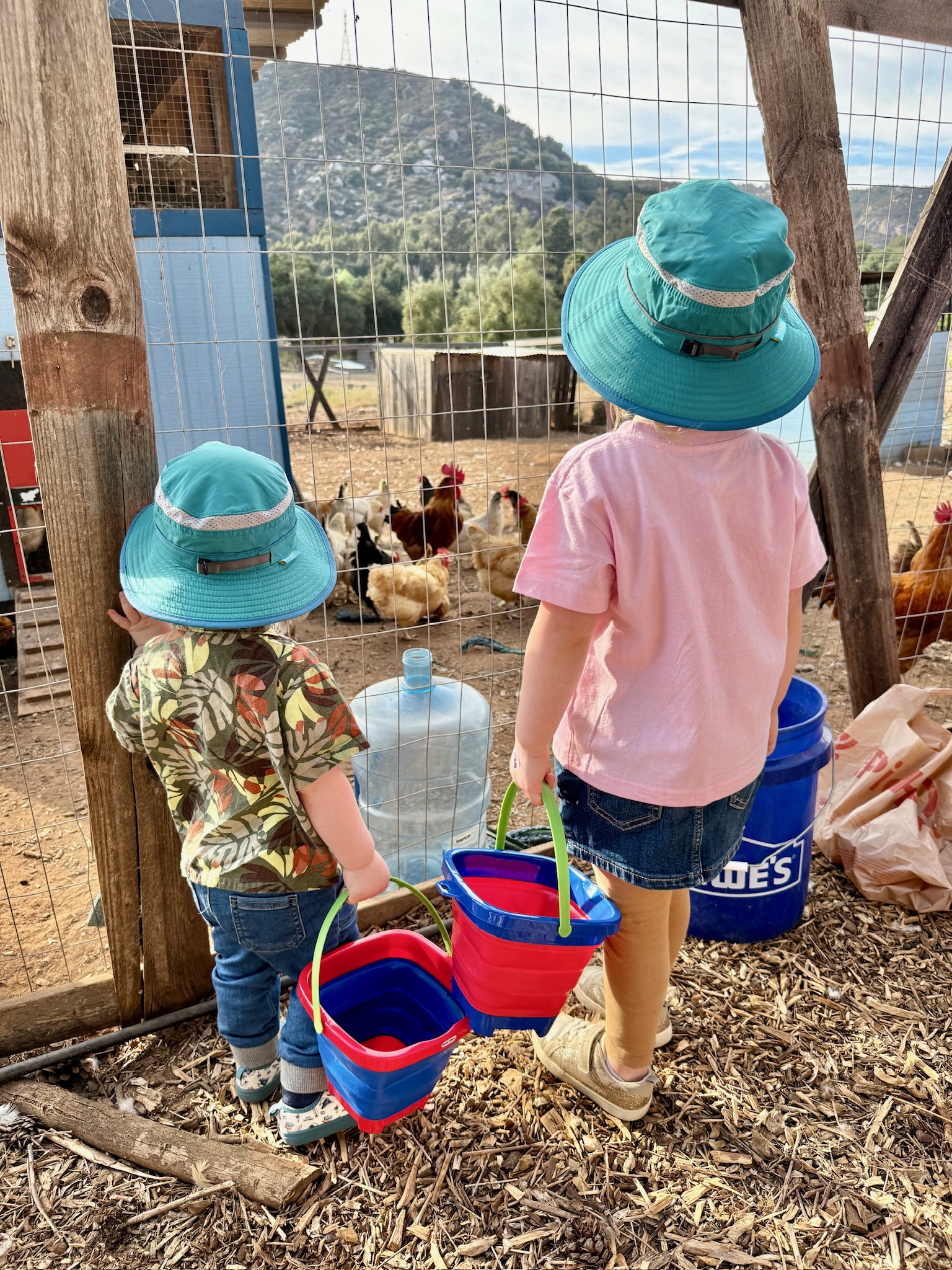 Two young children wearing sun hats looking at chickens through a fence during a farm-based speech therapy session at RoseHaven Farm in Escondido, California.