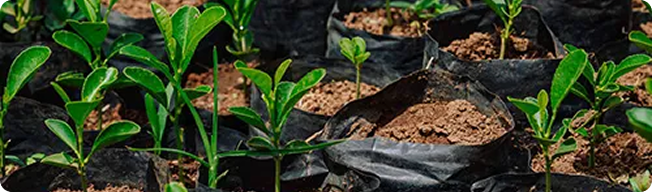 Tree seedlings