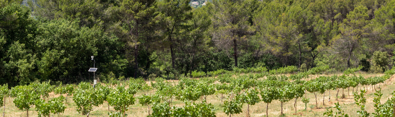 Les drôles de fruits du dérèglement climatique