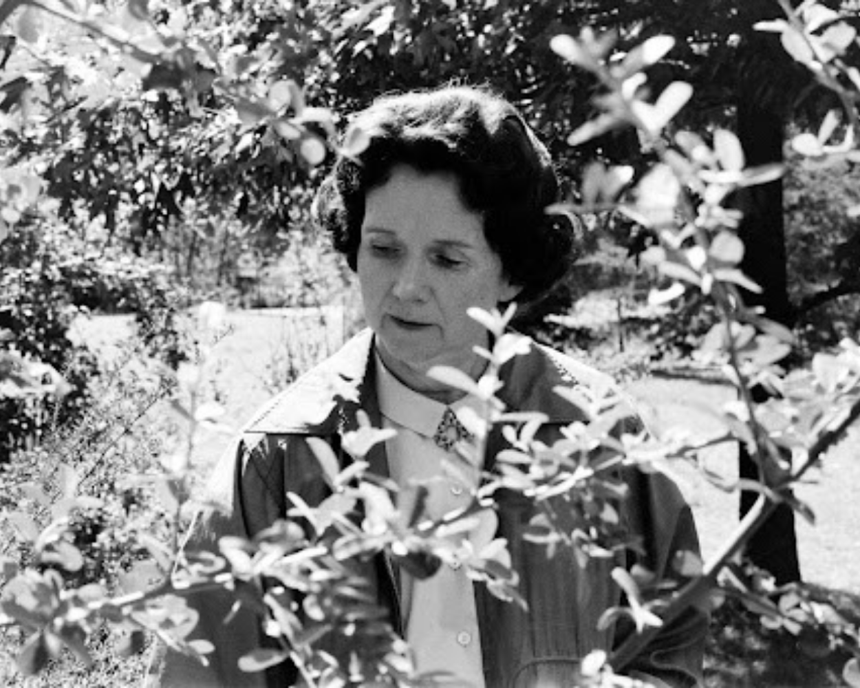 Rachel Carson, lanceuse d’alerte avant la lettre