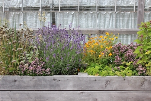 Hæjbed fra Terapihaven Nacadia med bl.a. lavendel, persille og purløg
