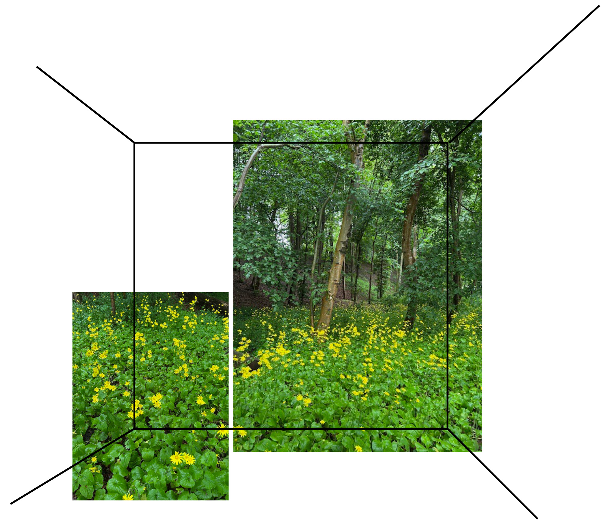 To udsnit af naturbilleder indsat i en rumlig omridsstruktur.